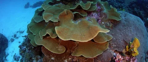Camera tracking around a large pore coral Stock Footage 83632392