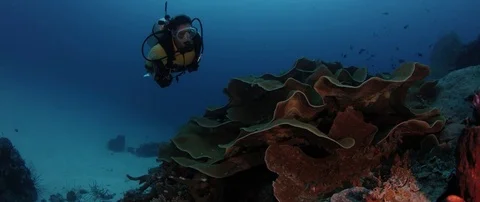 Camera tracking around a large pore coral Stock Footage 83633499