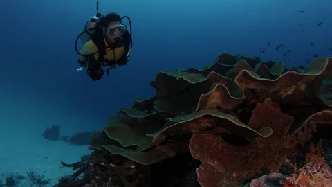 Camera tracking around a large pore coral Stock Footage 83644207