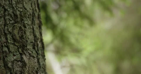 Camera tracking around pine tree 動画素材 49164380