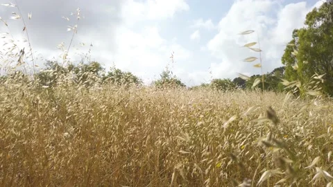 Camera tracking back showing yellow crop field - dried meadow in slow motion Stock Footage 138434231