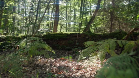 Camera tracking back through a dense forest as the sun peaks through the trees, Stock Footage 307703367