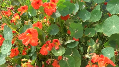 Camera tracking a blooming nasturtium plant with vibrant orange-red flowers.. Stockbeeldmateriaal 339805530