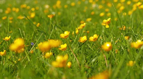 Camera tracking by flower bed. Video stock 38334295