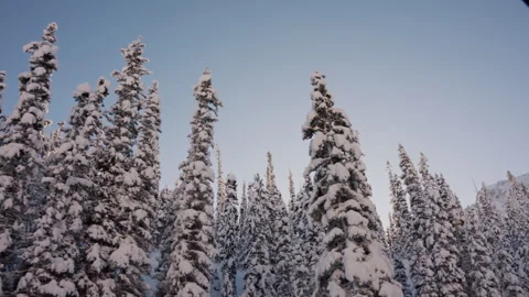 Camera Tracking Low Looking up at Forest with Snowy Mountain 4K Stock Footage 263275741