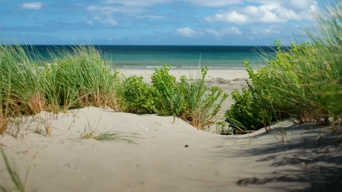 Camera tracking over beach sand in Australia with sea grass flowing. Stock Footage 87845223