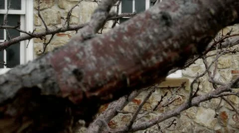 Camera tracking past tree to reveal windows. Winter Video stock 11366134