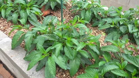 Camera tracking past young Solanum muricatum crops in a concrete block rais.. Stock Footage 342827019