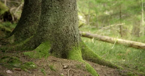 Camera tracking pine forest 動画素材 49174336