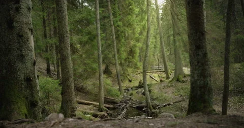 Camera tracking pine forest stream 動画素材 49174432