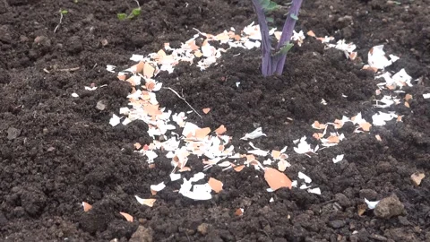 Camera tracking shot of a crop protected from snail attack with crushed egg.. Stock Footage 337236919