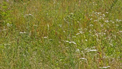 Camera tracking two circling butterflies over summer meadow field, panning Video stock 341350763