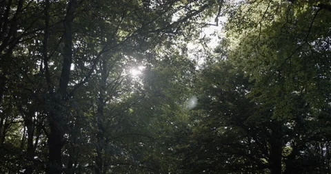 Camera tracking under the trees pointed towards the branches, sun at some Stock Footage 222880467