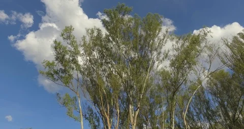 Camera tracks along tall trees with sky in view Stock Footage 122094321