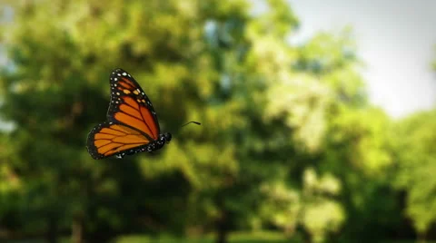 The camera tracks an animated monarch butterfly in flight Stock Footage 46857773