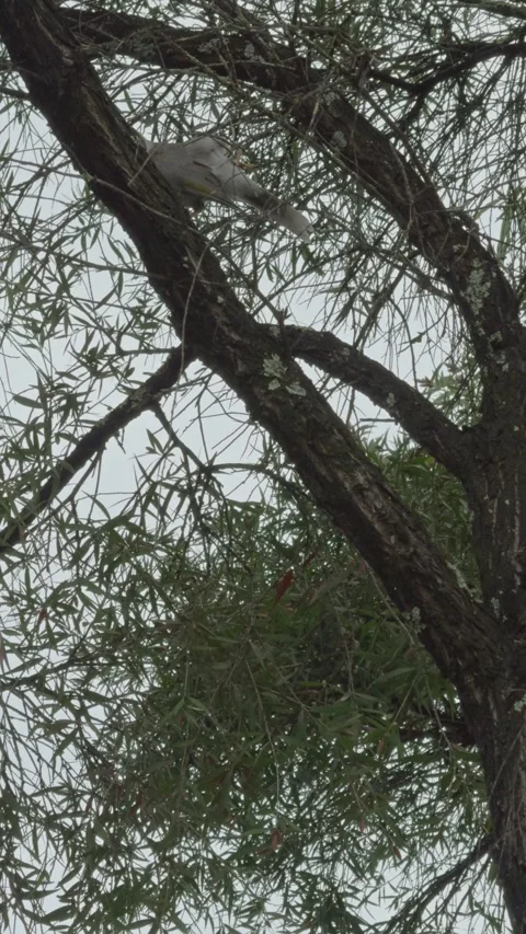 Camera tracks bird jumping between tree branches Video stock 321999745
