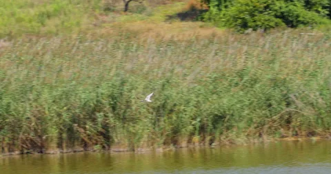 Camera tracks black-headed gull as it flies above a lake and reeds Stock Footage 262681664