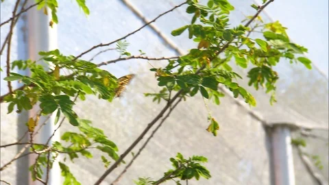 Camera tracks butterfly flying into tree or flowers Stock Footage 124267255