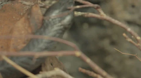 Camera tracks dark shiny teal snake exploring branches Video stock 24325816