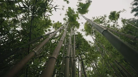 Camera Tracks Down Group of Bamboo Shoots in Tropical Forest 4K Stock Footage 267048794