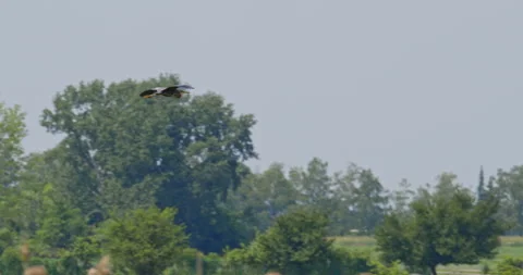 Camera tracks flight of purple heron above pasture full of cows and horses Stock Footage 263128703