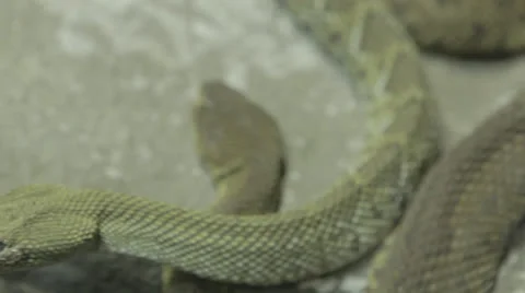 Camera tracks snake as it glides off rocks and other snakes Stock Footage 24631346