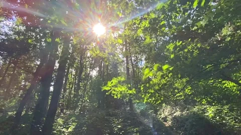 Camera tracks through forest Stock Footage 138453193