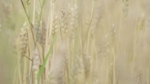 Camera tracks through wheat crop Stock Footage 114387204