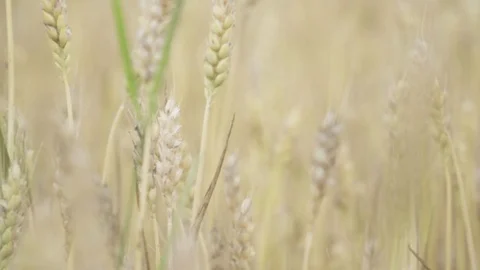 Camera tracks through wheat field Stock Footage 114387227