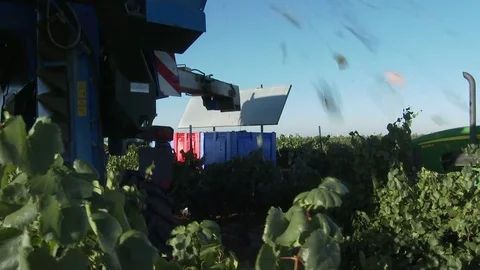 Camera trails close behind grape harvester to see inner mechanics at work, 4K. Stock Footage 81686101