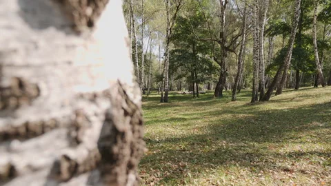 Camera transition from autumn to winter forest with frame blocked by tree trunk Video stock 149686754