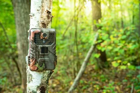 Camera trap on a birch tree trunk in the forest Stock Photos