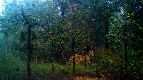 Camera trap Captured Tiger Stock-Footage 279796738
