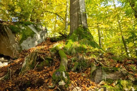 Camera trap hidden in a roots of a large tree in autumn forest. Stock Photos
