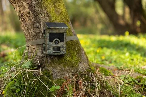 Camera trap with integrated solar panel charging internal battery while strapped Stock Photos