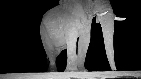 Camera trap with motion sensor captures African elephant at waterhole at night Stock Footage 316385060