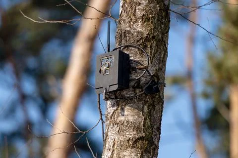 Camera Trap Set Up In Forest Tree Stock Photos