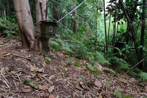 Camera trap use for auto take photo or video of wildlife, hard to find. Stock Photos