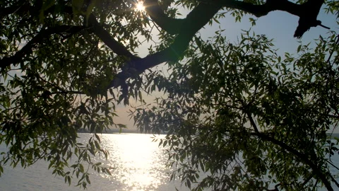 The camera is traveling slowly inside the see through green trees Vidéo 140366469