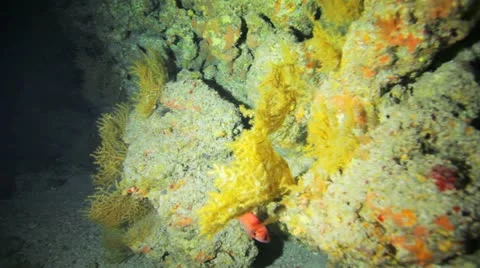 Camera travels inside the cave with beautiful soft coral on the wall Vídeos de archivo 22641079