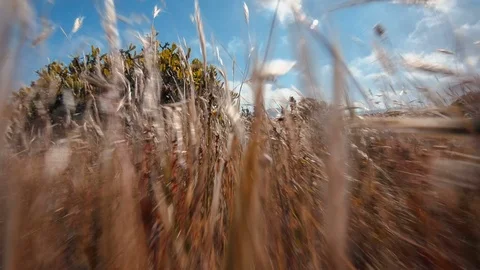 Camera travels through wheat, grass and plants on Lanzarote Island Stock Footage 89144622