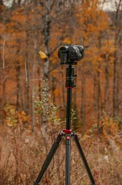 Camera On A Tripod Ready For Autumn Forest Photography or Videography Stock Photos