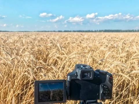 Camera on the tripod in wheat field Stock Photos