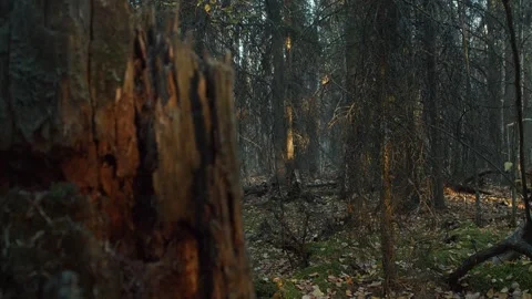 Camera trucking behind a broken tree in a dark and mysterious forest Stock Footage 319995700
