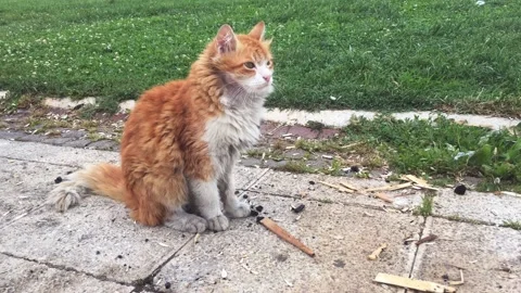 Camera turn around from the homeless cat Stock Footage 133742301