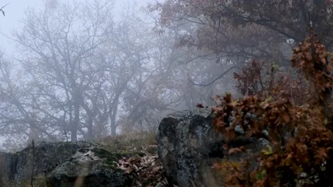 A camera turn around move through dark misty forest Stock Footage 143351697