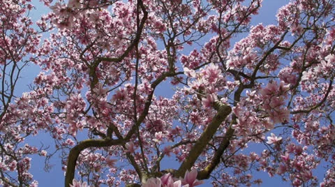Camera turn under blooming tree Stock Footage 22998142