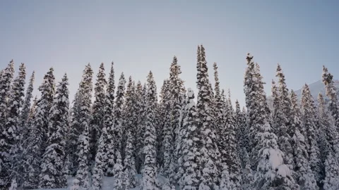 Camera Turning with around Pine Forest with Snowy Mountain in the Back 4K Stock Footage 263276748