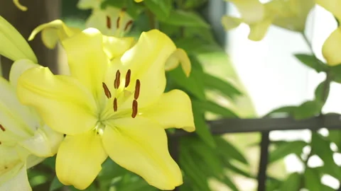 The camera turns around a big, beautiful yellow lily. Concept of rest. Video stock 132732766