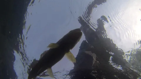 Camera under water man shadow tries to pull out trout Stock-Footage 101758253